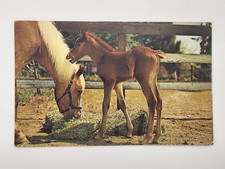 Postcard Baby Brown Horse Farm Fence  Plastic...