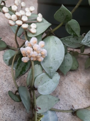 Hoya krohniana 'Silver', aka H. krohniana super Eskimo, exact plant pic