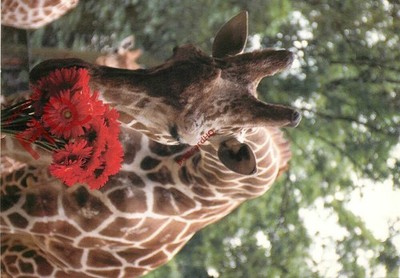 Ansichtskarte__Giraffe, Ron Entius, Zeg Het Met Bloemen [Kunst unbegrenzt]