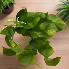 Devil's Ivy 'Global Green' (E.aureum 'Global Green')