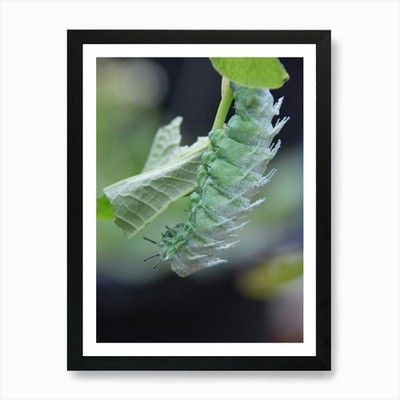 Raupe Kunstdruck gerahmt Wandbild Poster Leinwanddruck Bild