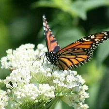 Milkweed SWAMP WHITE Asclepias Perennial Monarch Butterfly Host Plant 50 Seeds!