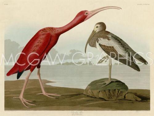 Affiche imprimée Scarlet Ibis, John James Audubon, art mural 11" x 14" 40477 - Photo 1/1