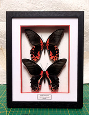 Papilio rumanzovia ( coppia ) vere farfalle in cornice legno