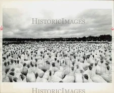 1970 Press Photo Crowd of Turkeys at Swift & Co Plant in Detroit Lakes Minnesota