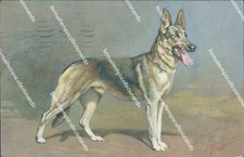 bm460 postcard dog 97 alsatian wolfhound berger alsatien