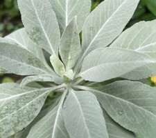 White Sage | Salvia Apiana | 10 seeds | Smudging | Same Day Dispatch