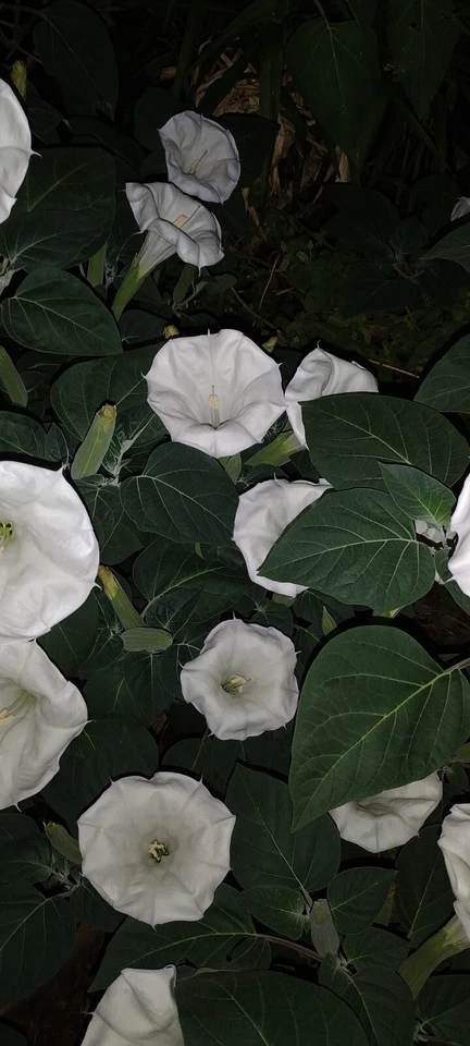 MOONFLOWER ANGEL TRUMPET 100 SEEDS~HUGE BLOOMS~EASY TO GROW 🪴 FREE SHIPPING - Image 3 of 4
