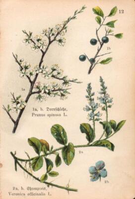 Heilkräuter. Dornschlehe, Prunus spinosa L.. Ehrenpreis. Veronica officinalis L