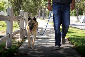 love2pet no pull leash