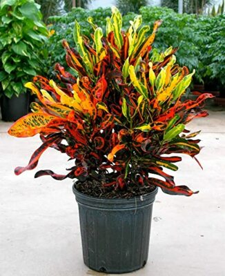 Mammy Croton | Mamey Croton | Live Plant | Outdoor/Indoor | eBay
