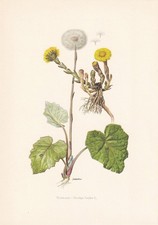 1960 COLTSFOOT Print - Botanical Wall Art - Vintage Plant