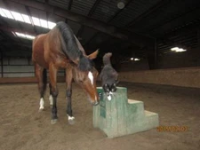 Moogli and Me (Valuable Values for Children Books): Our Amazing Adventures! b...