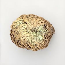 Rose Of Jericho Dried Plant