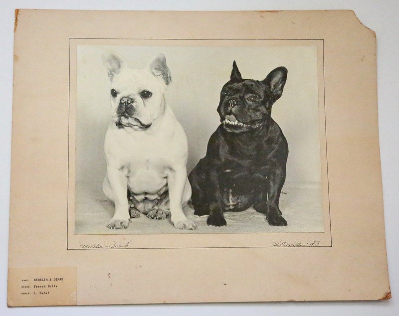 Vintage 1950 17"x20" Photo Portrait French Bulldogs by B Miller San Francisco CA