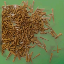 500 Sycamore Tree Seeds ☆Free Shipping☆