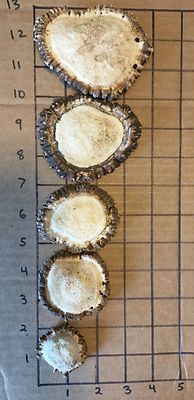 Antler burr rosettes-great for crafts, furniture, jewelry, and more! dog chews