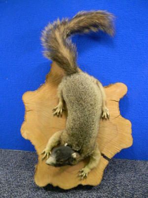 stuffed squirrel taxidermy