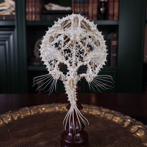 Real Starry Seabat, Batfish, Fish skeleton taxidermy, Minipizza Seabat anatomy - Picture 7 of 12