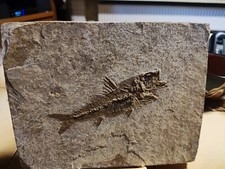 Versteinertes Fossil (Fisch) in Handarbeit ausgearbeitet.