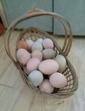 Fertile Chicken Hatching Eggs 14 Count