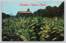 Southern Tobacco Field Virginia Postcard
