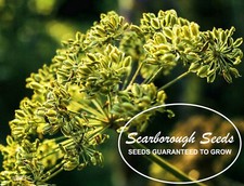 Scarborough Seeds 250 CUMIN SEEDS NON-GMO HEIRLOOM OPEN-POLLINATED HERB