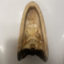 American Alligator LG 5 - 7 Inches Real 