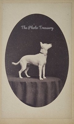 CDV SELTEN AUSGESTORBEN ENGLISCHER WEISSER TERRIER HUND GLOCKENHALSBAND VORLÄUFER DES BULLTERRIER