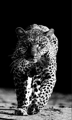 #ad Black and White Leopard UV Gilding Panel – Premium Wall Art for Bold Interior $250.00