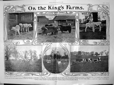 Antiker Druck Sandringham Windsor Farms Highland Rinder Esel Schafe 1906 20.