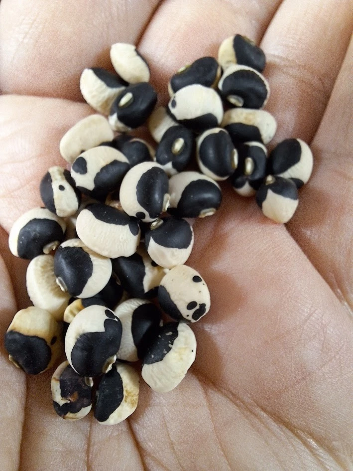 VALEYRAC EXOTICS HOLSTEIN TEPARY BEANS 5+ SEEDS H 165