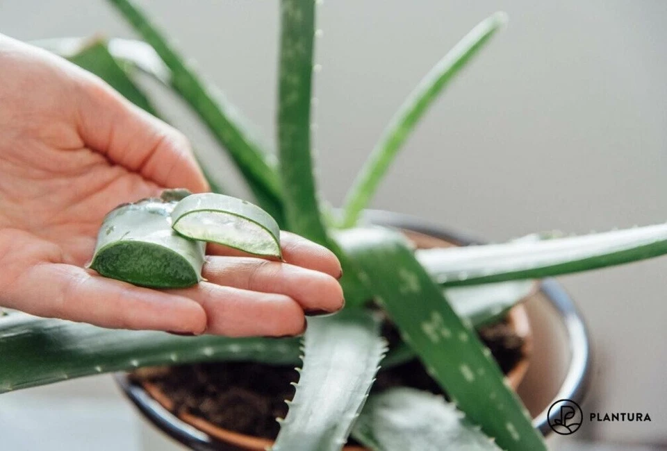 Aloe Vera - Gel Orgánico para Cabello Sin Descamación, Sin Alcohol Modo Peinado Gel 1.6oz Foto 2 de 2