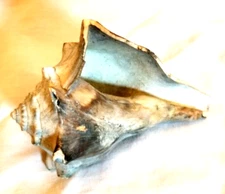 Light Blue Knobbed Whelk Sea Shell Atlantic Ocean Cumberland Island Aquarium 4"
