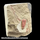 Rare Bavarilla zemmourensis Trilobite Fossil, Lower Ordovician Morocco -