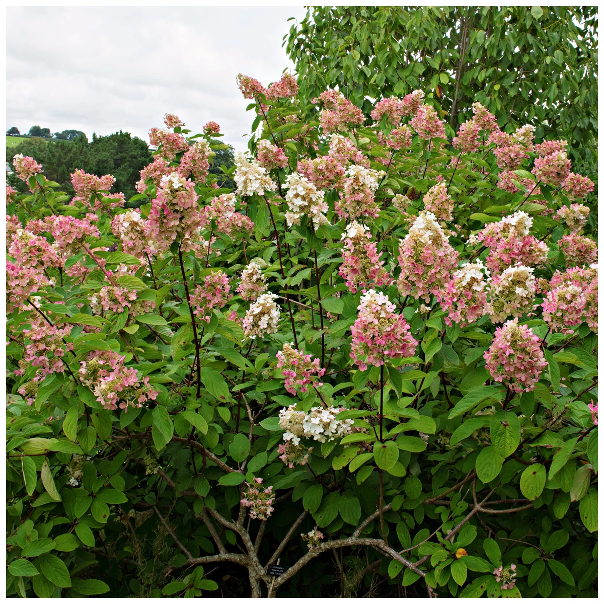 Hydrangea Paniculata Pink Diamond In 1.5L Pot Stunning Flowers eBay