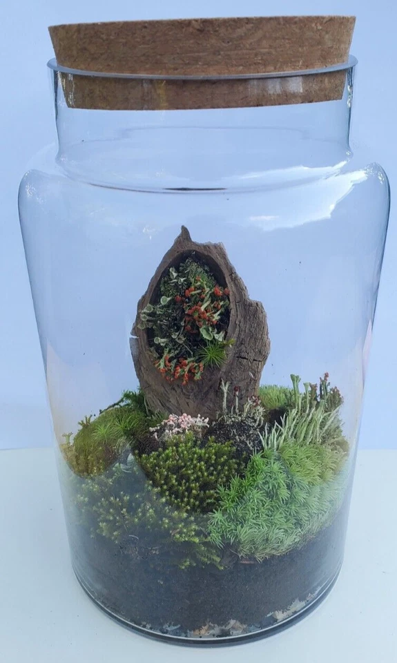 Surtido de líquenes vivos para terrario, mossario, jardín de hadas se envía gratis Foto 4 de 4