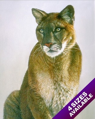 WILD MOUNTAIN LION COUGAR PUMA BIG CAT ANIMAL PAINTING ART REAL CANVAS PRINT