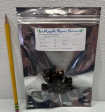 Shiny Leaf Yellowhorn Xanthoceras Sorbifolium 10 Seed Pack