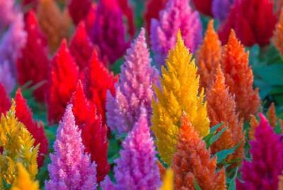 SEEDVILLE USA 150 Mixed PAMPAS PLUMES COCKSCOMB Celosia Plumosa Flower Seeds