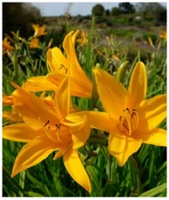 Two AZTEC GOLD Daylily Perennial Flower Bulb Bare Root Plants