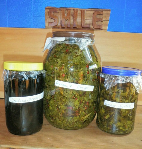 Sumac Tincture: Cleans Blood of Inflammations, Nasty Infections & Parasites. - Picture 4 of 6