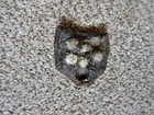 Civil War Relic, Artillery, Cannonball, Fragment, Display Piece