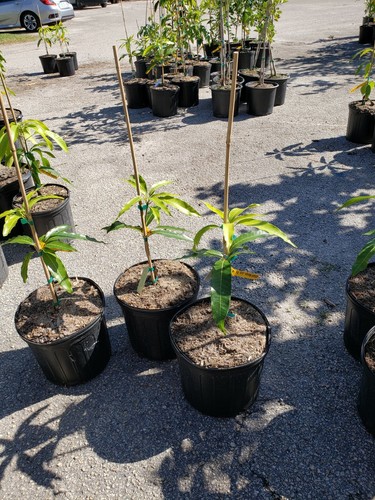 Kesar Mango 3 Gal Potted Tree Grafted