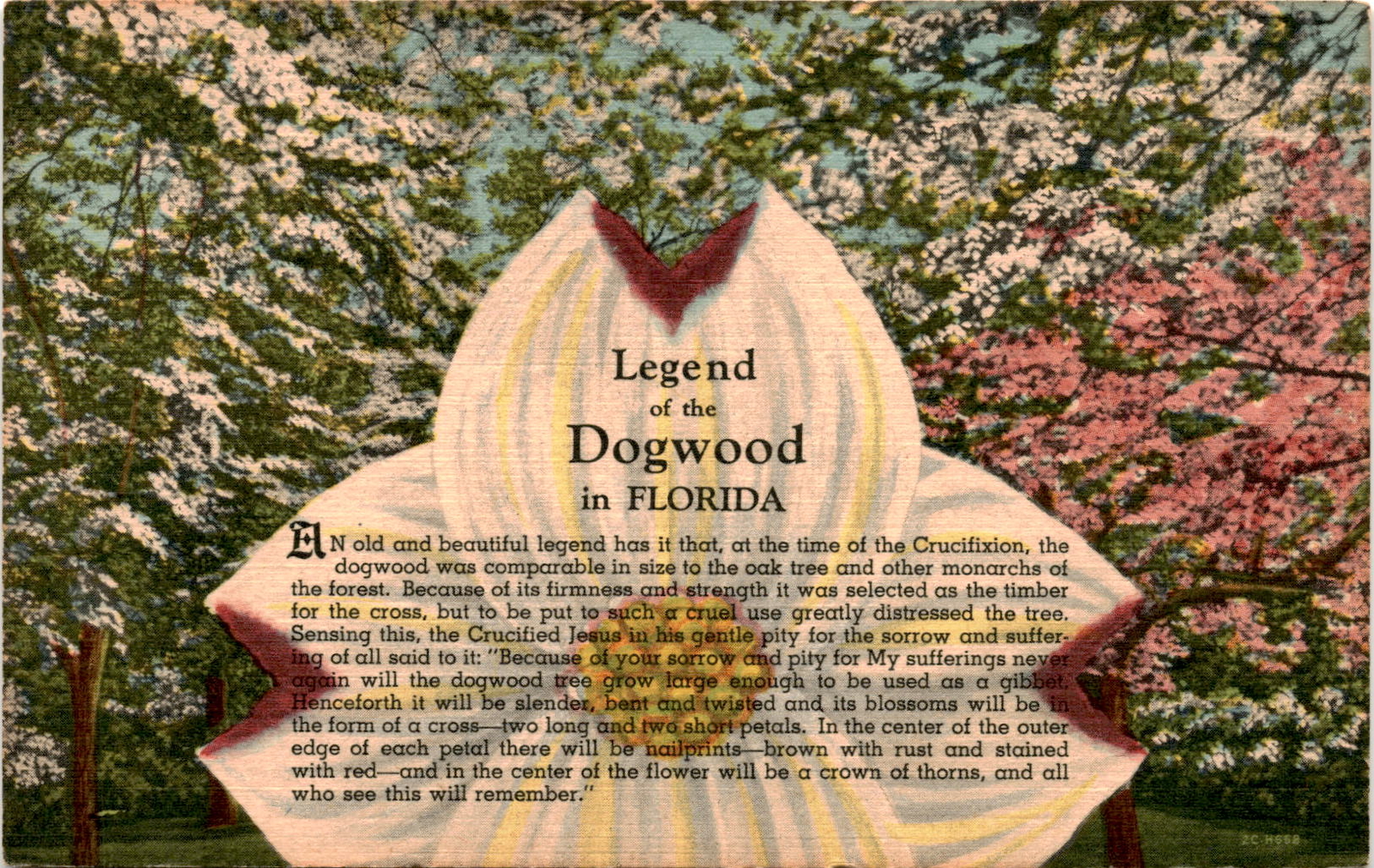 FLORIDA, Crucifixion, Dogwood, Jesus, Oak tree, Gibbet, Nail Postcard