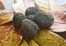 FRESH ITALIAN BLACK TRUFFLES TRUFFLE PRECIOUS 17.64 oz. 500gr TOP GRADE TRUFFLE