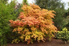 Acer shirasawanum 'Autumn Moon' - Full Moon Maple *Live Plant