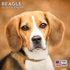 Beagle Calendar 2025 - Dog Breed Wall Calendar - Made in the Usa!