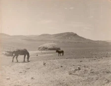 1956 57 GUERRE ALGERIE PHOTO SCENE REGION KHENCHELA