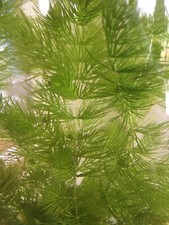 Hornwort Ceratophyllum Live Aquarium Pond Plant